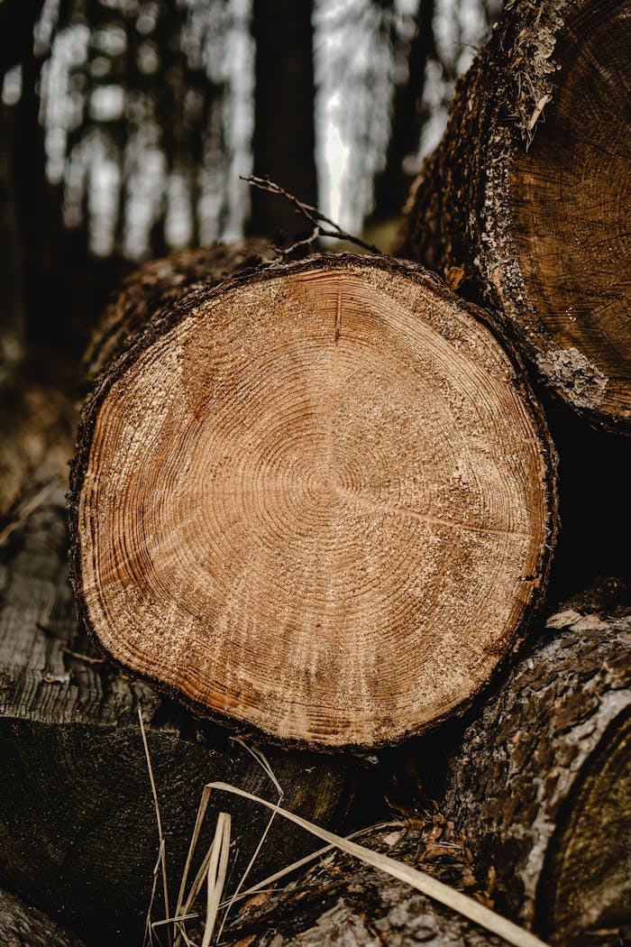 Detailed view of annual rings on a tree log showcasing texture and nature's beauty.